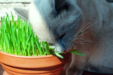 Kedi saksıdaki taze yeşil otları yiyor. Kedi otu, evcil ot. Kediler için sağlıklı beslenme. Evde yulaf yetiştirme çimeni.