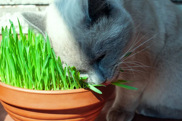 Kedi saksıdaki taze yeşil otları yiyor. Kedi otu, evcil ot. Kediler için sağlıklı beslenme. Evde yulaf yetiştirme çimeni.