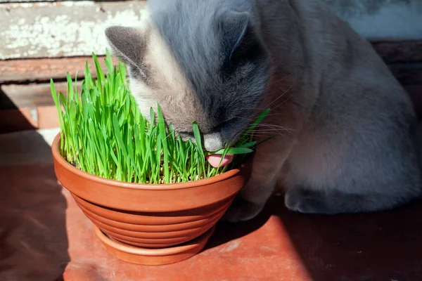 Cat is eating fresh green grass in flower pot. Cat grass, pet grass. Healthy diet for cats. Growth oat grass at home. Cat licks its lips by pink tongue.