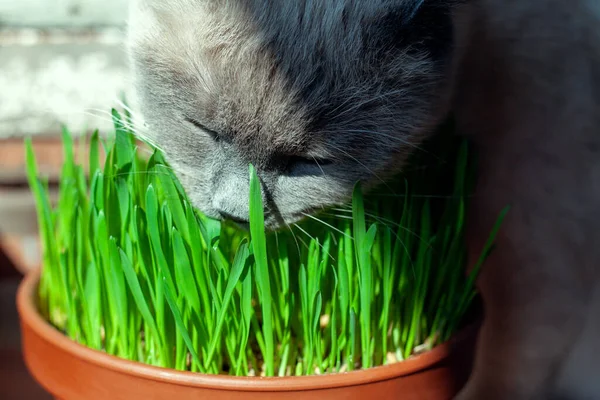 Cat is sniffing fresh green grass in flower pot. Cat grass, pet grass. Healthy diet for cats. Growth oat grass at home.