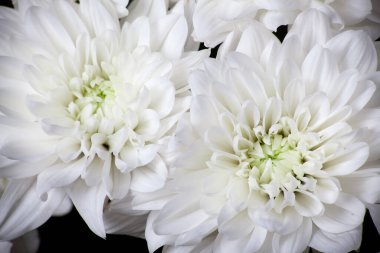 White chrysanthemum flower close-up. Chrysanthemum petals detailed macro photo. Flower background. Selective focus. Shallow DOF.