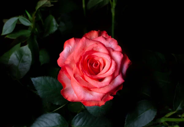 Pink rose flower with dark green leaves Close up background. Single bright rose flower photo. Rosa bloom