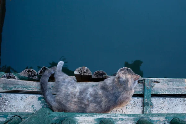 Sleeping Cat Wooden Deck River Water Street Cat Life — Stockfoto