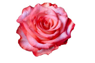 Pink rose flower head isolated on white background. Close up rose bloom. Single bright rose flower photo. Rosa bloom