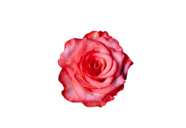 Pink rose flower head isolated on white background. Close up rose bloom. Single bright rose flower photo. Rosa bloom