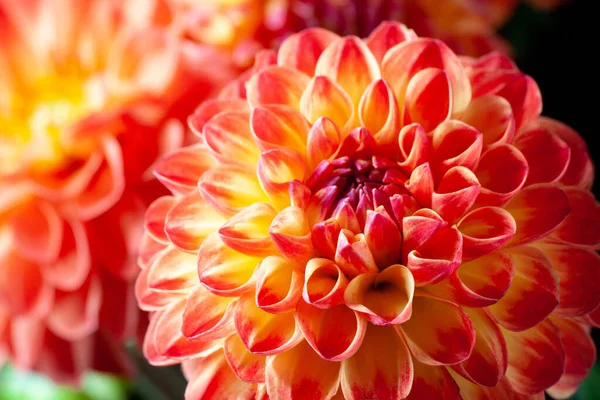 Dahlia flower. Beautiful orange Dahlia flower close up. Flower background Dahlia fermain. Macro