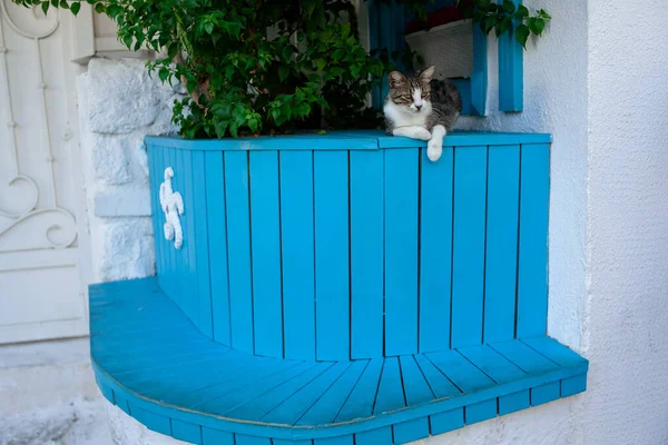 Homeless Cat Blue Wooden Bench Street Domestic Cat Green Eyes — Fotografia de Stock
