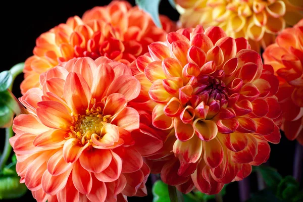 Dahlia flower. Beautiful orange Dahlia flower close up. Flower background Dahlia fermain. Macro