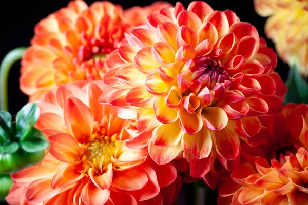 Dahlia flower. Beautiful orange Dahlia flower close up. Flower background Dahlia fermain. Macro