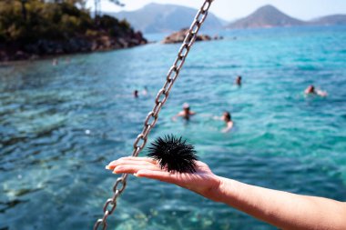 Deniz kestanesi Echinothrix diadema, yaygın olarak diadema urchin ya da mavi-siyah deniz kestanesi olarak bilinir. Kadın elinde Karadeniz kestanesi