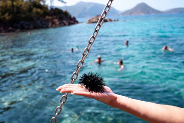 Sea urchin Echinothrix diadema, commonly called diadema urchin or blue-black urchin, on hand. Black sea urchin in the female hand clipart