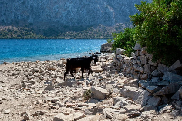 Curious goats. Wild goat staing on beach. Goats typical for Mediterranean sea region with sea and island in the background.