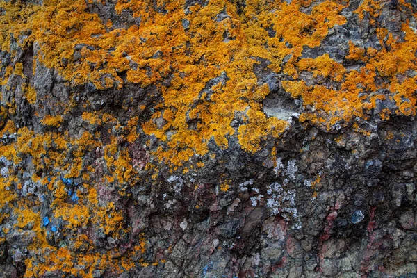 ざらざらした質感の表面と地衣類と天然石の背景 古い灰色の石の緑豊かな背景にオレンジ色の地衣類のスポット クローズアップ — ストック写真