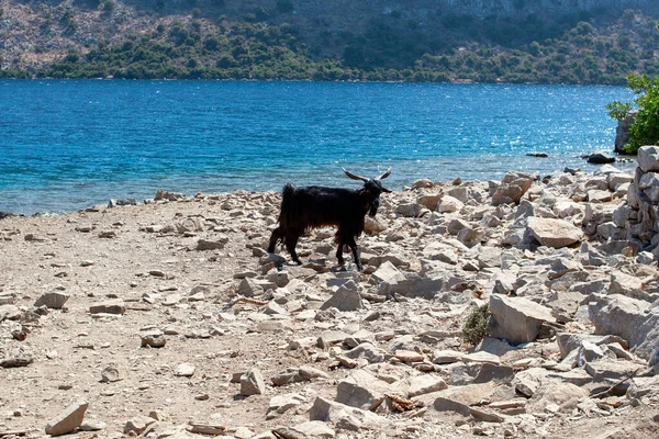 Meraklı keçiler. Sahilde vahşi keçi leşi. Arkaplanda deniz ve ada bulunan Akdeniz bölgesinin tipik keçileri.