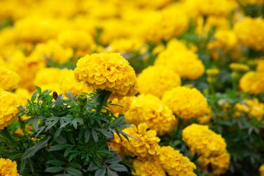 Turuncu ve kırmızı kadife çiçekli bir bahçede yetişir, seçici bir odak noktası vardır. Çiçek tarhında çiçek takıyor. Renkli çiçekler çiçek tarhında yetişir.