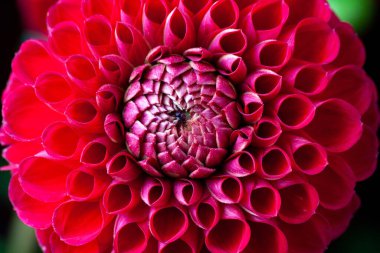 Dahlia çiçeği yakın plan. Ayrıntılı Güzel kırmızı Dahlia çiçeği yakından. Çiçek arka planı Dahlia fermain. Makro çiçek dokusu.
