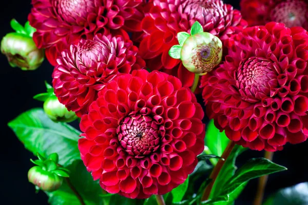 Dahlia flower bouquet on dark background. Beautiful red Dahlia flower with green bud close up. Flower background Dahlia fermain. Macro.