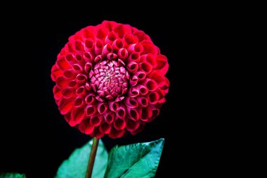 Dahlia çiçeği karanlık arka planda izole edilmiş. Yeşil tomurcuklu güzel kırmızı Dahlia çiçeği. Çiçek arka planı Dahlia fermain. Makro.