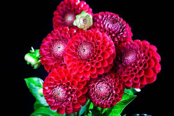 Dahlia flower bouquet on dark background. Beautiful red Dahlia flower with green bud close up. Flower background Dahlia fermain. Macro.