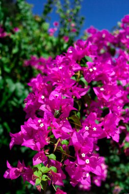 Bougainvillea glabra. Bright pink magenta bougainvillea glabra bush. Blooming bougainvillea flowers background. Selective focus