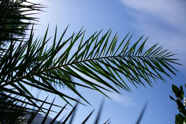 Folha Palma Verde Única Contra Céu Azul Palmeira Perto Verde — Fotografia de Stock