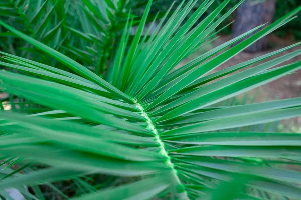 Folha Palmeira Verde Única Palmeira Perto Verde Folha Palma Texturizado — Fotografia de Stock