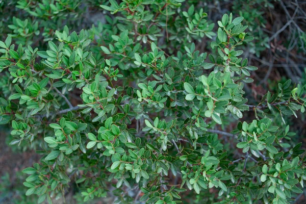 Nahaufnahme Die Blätter Einer Hecke Zeigt Grünes Laub Grüner Busch — Stockfoto