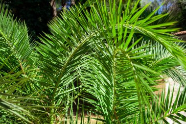 Tek yeşil palmiye yaprağı. Palmiye ağacını kapat. Arka planda yeşil palmiye yaprağı var. Seçici odaklanma. Sığ DOF.