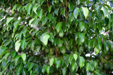 Limon ağacı yaprakları. Limon ağacı yaprağı. Yeşil yapraklar. Tropikal iklimde yeşil çalı