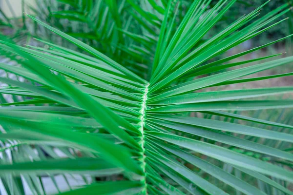 Tek yeşil palmiye yaprağı. Palmiye ağacını kapat. Arka planda yeşil palmiye yaprağı var. Seçici odaklanma. Sığ DOF.
