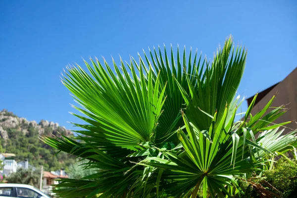 Folhas Palmeira Verde Livistona Rotundifolia Palmeira Perto Folhagem Palma Verde — Fotografia de Stock
