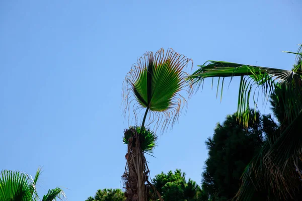 Dry Palm Tree Leaf Livistona Rotundifolia Palm Tree Close Drought — Stock Photo, Image