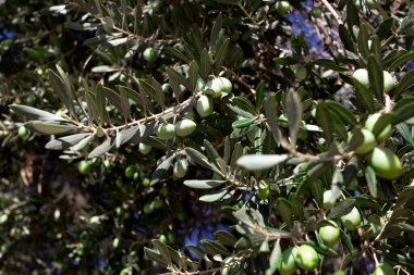 Bir dalda yeşil zeytin. Ağaçta yetişen zeytinler. Olgun meyveli zeytin ağacı. Zeytin dalı. Seçici odak.