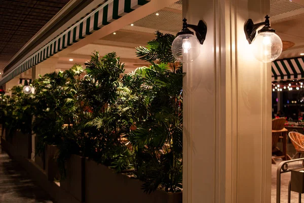 Große Grüne Pflanzen Hülsen Bilden Eine Hecke Inneren Des Cafés — Stockfoto