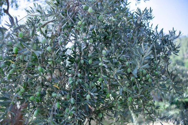 Green Olives on a branch. Olives growing on a tree. Olive tree with ripe fruits. Olive tree branch. Selective focus.