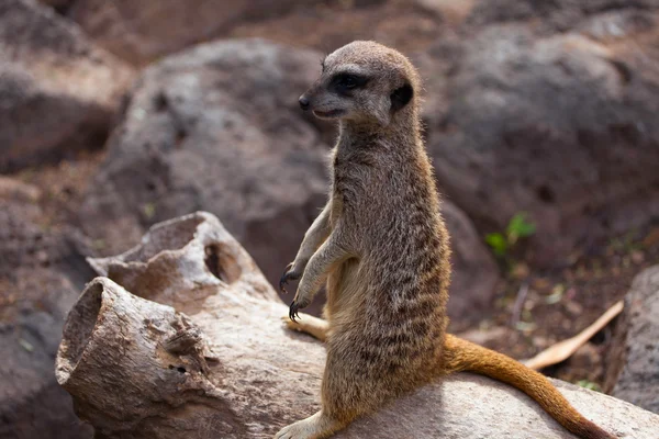 Meerkat em fundo de rocha — Fotografia de Stock