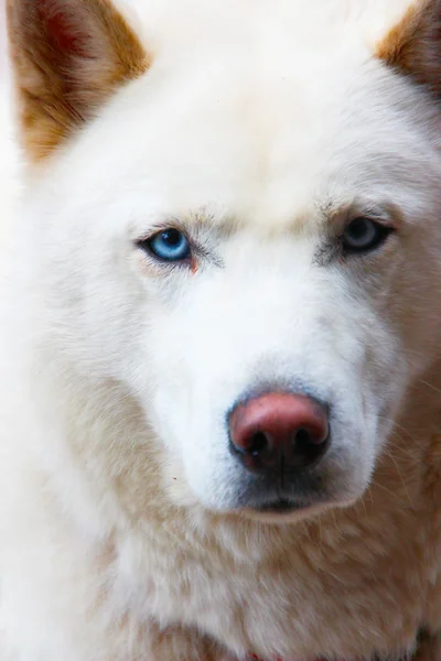 Perro blanco nieve con ojos azules —  Fotos de Stock
