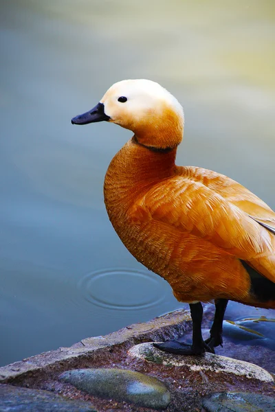 Pato assobiando ouro descansando nas margens de uma lagoa — Fotografia de Stock