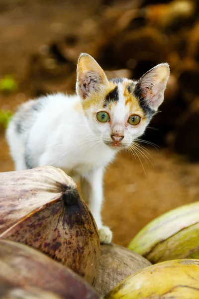 Wild kitten in Java, Indonesia — Stock Photo, Image