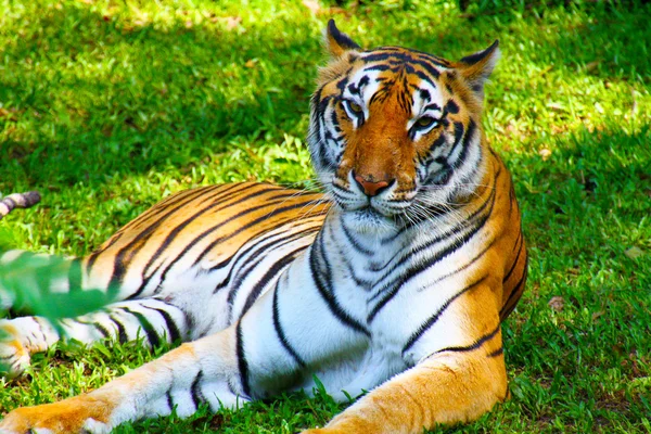 Tigre fêmea descansando em um parque de safári em Java, Indonésia — Fotografia de Stock