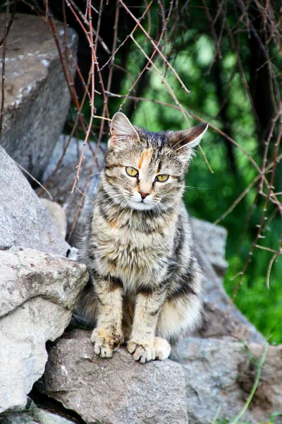 Rodopi, Bulgaristan de vahşi kedi — Stok fotoğraf