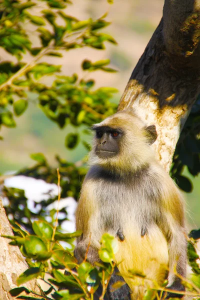 Mono de cara negra en un árbol en la India —  Fotos de Stock