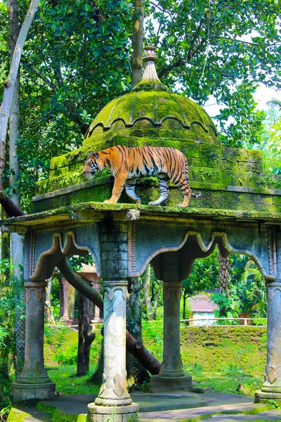 Tigre javanés en el parque Jambatan Buaya, Java Indonesia — Foto de Stock