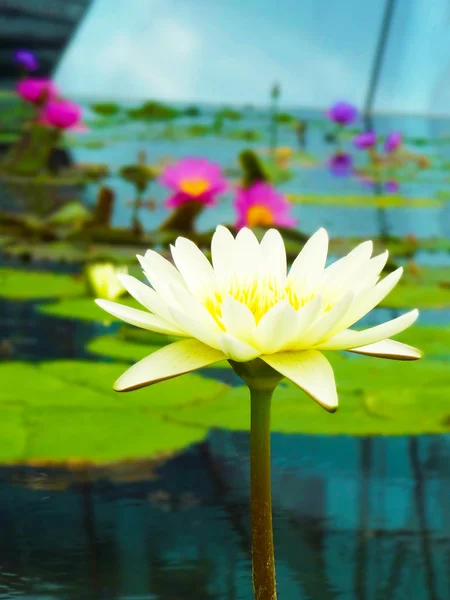 Nenúfar en Singapur — Foto de Stock