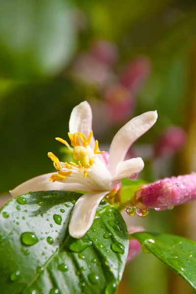 Lemon blossoms — Stock Photo, Image