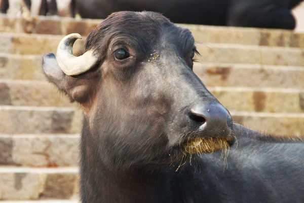 Chica Buffalo en Varanasi —  Fotos de Stock