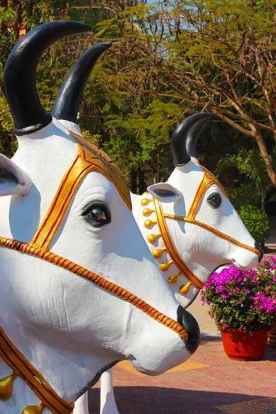 Holy cows — Stock Photo, Image