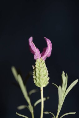 Çiçek açan makro arka plan lavandula stoechas familya lamiaceae botanik yüksek kalite büyük boy baskılar