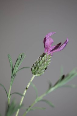 Çiçek açan makro arka plan lavandula stoechas familya lamiaceae botanik yüksek kalite büyük boy baskılar