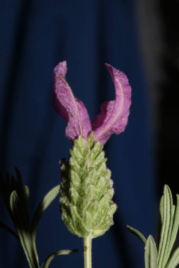 Çiçek açan makro arka plan lavandula stoechas familya lamiaceae botanik yüksek kalite büyük boy baskılar